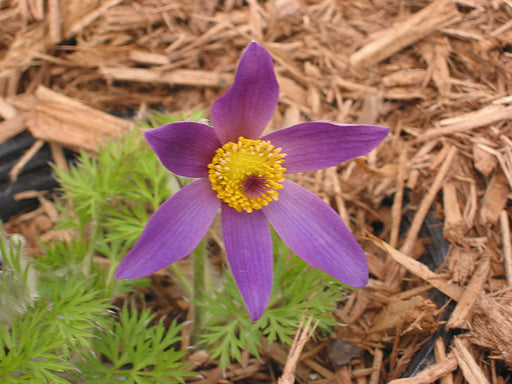 Pulsatilla papageno 11cm