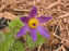 Pulsatilla papageno 11cm