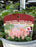 Astilbe Chin. Vision Inferno