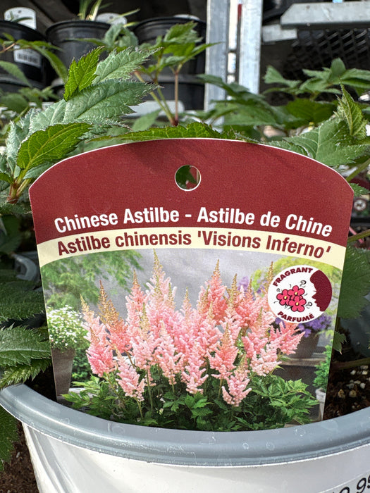 Astilbe Chin. Vision Inferno