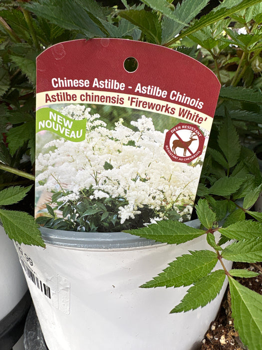 Astilbe fireworks White #1