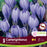 Crocus FF cartwrighianus