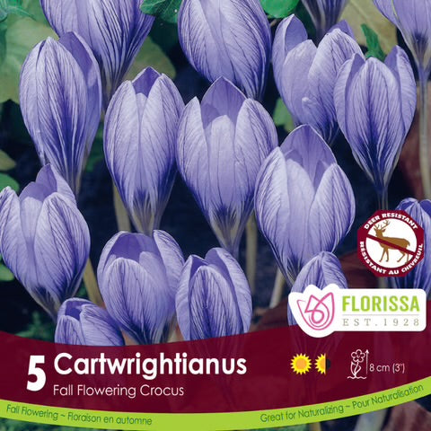 Crocus FF cartwrighianus