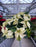 Poinsettia Live (Online