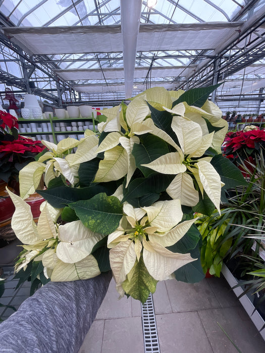 Poinsettia Live (Online