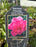 Peony Paeonia Precious Princess 1 Gal