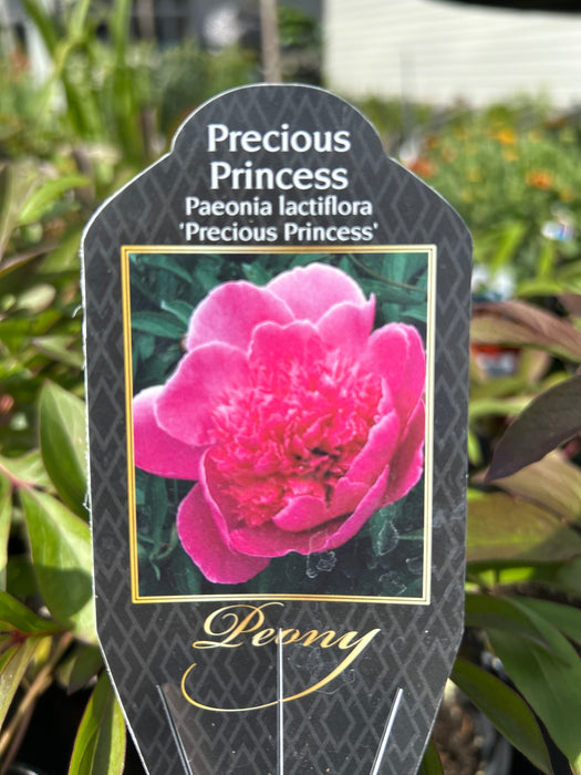 Peony Paeonia Precious Princess 1 Gal