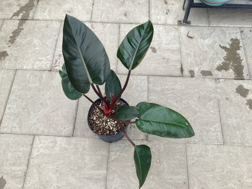 Philodendron Red Congo