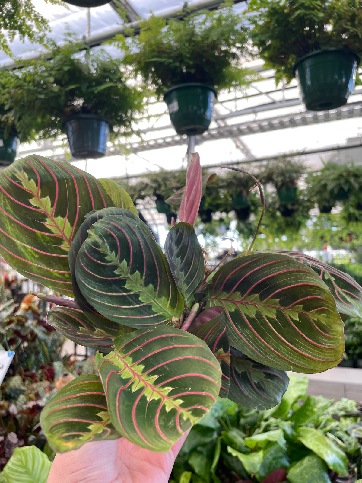 Maranta Red - Prayer Plant — Dutch Growers Regina