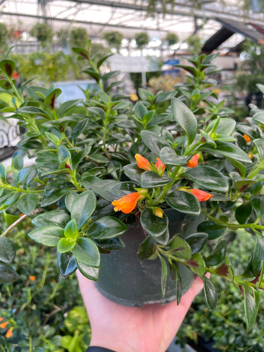 Goldfish plant 6"