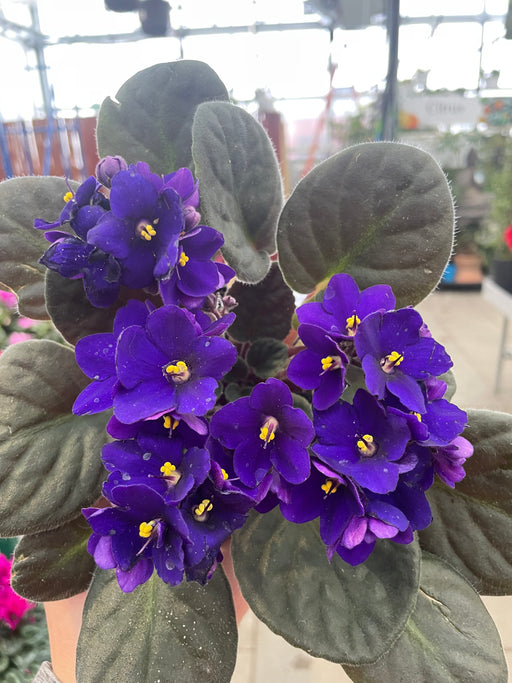 African Violet 4" (Online)