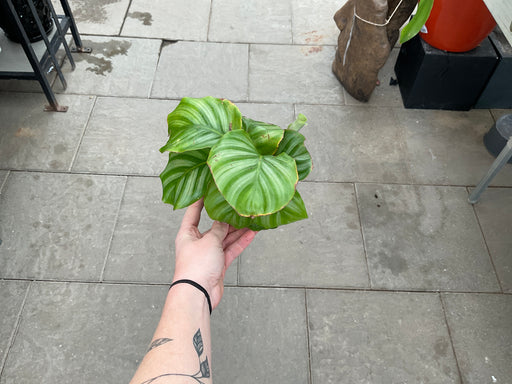 Calathea Orbifolia 4"