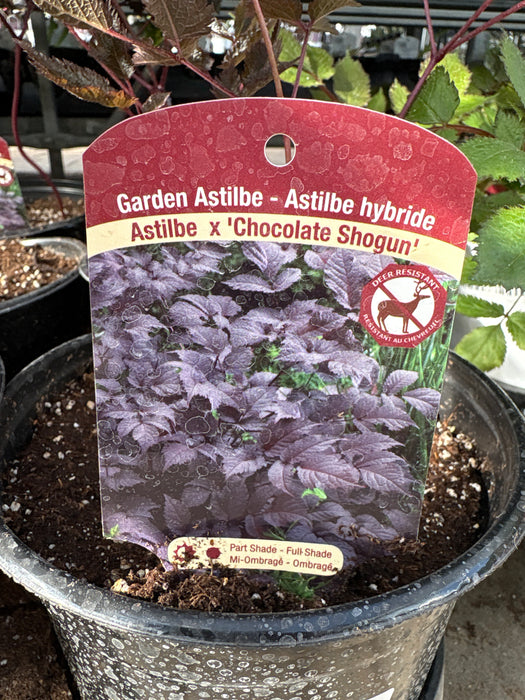 Astilbe thun Chocolate Shogun 15cm