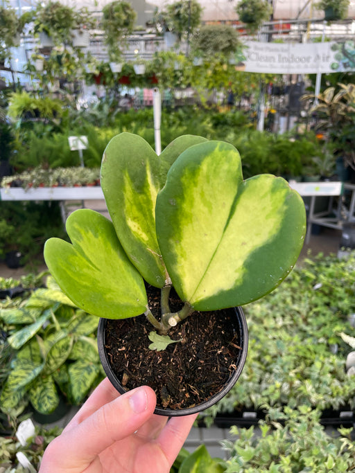 Hoya Kerri Varigated vine