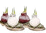Amaryllis Woodland Frost waxed GP87