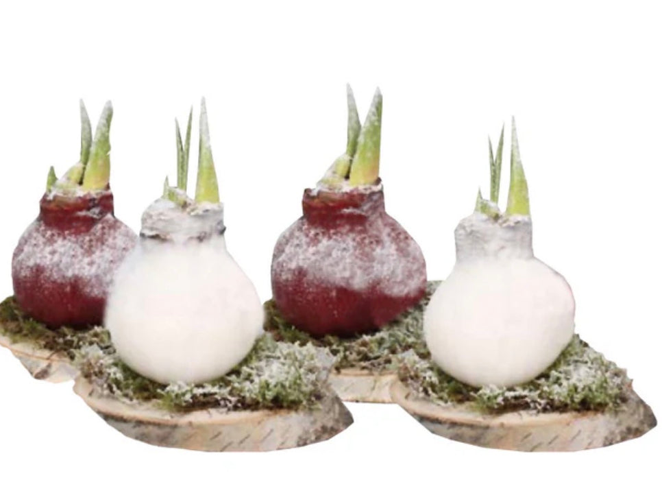Amaryllis Woodland Frost waxed GP87