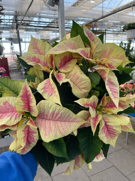 Poinsettia Live (Online