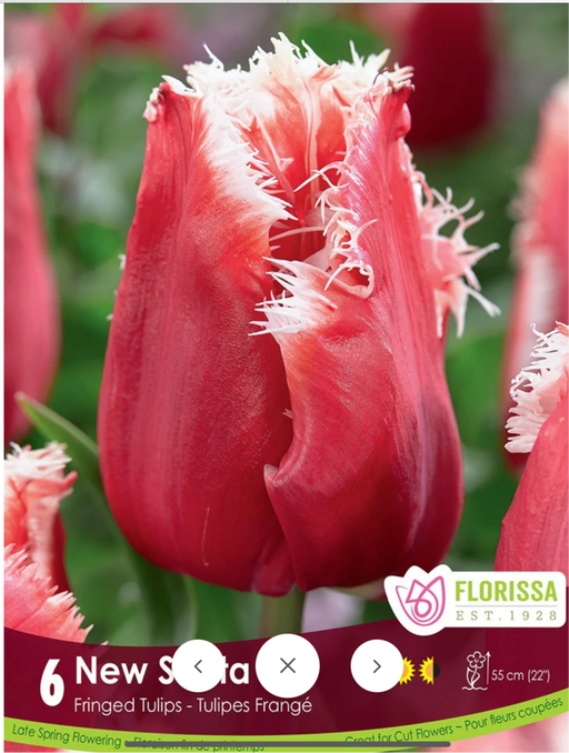 Tulip Fringed New Santa