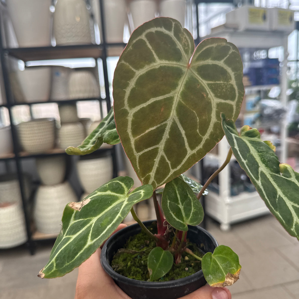 Anthurium Crystallinum — Dutch Growers Regina