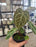 Anthurium Crystallinum