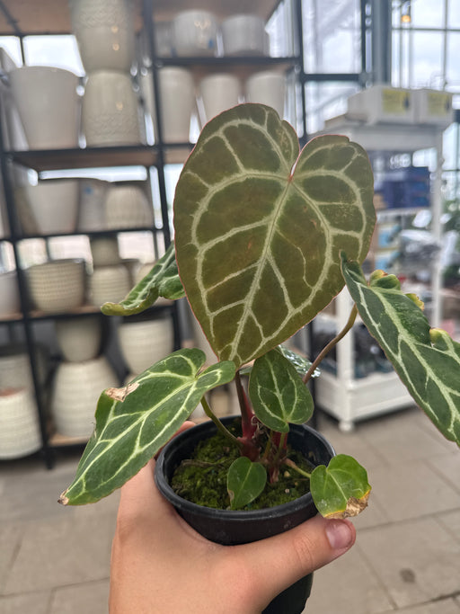 Anthurium Crystallinum