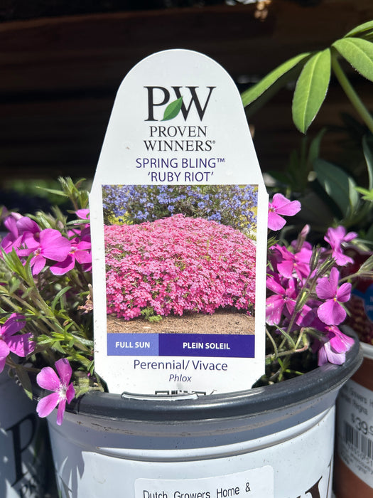 Phlox Spring Bling Ruby Riot 17cm