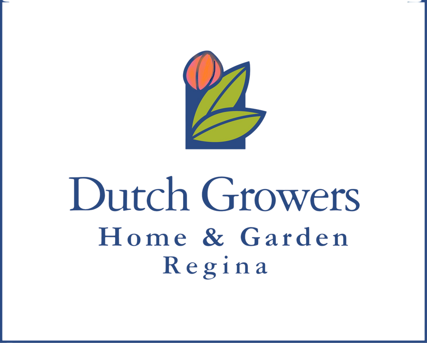 Crocus Lady Killer