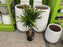 Dracaena Rikki Stump
