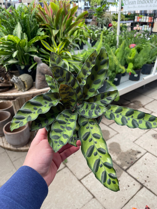 Calathea Rattlesnake 6"