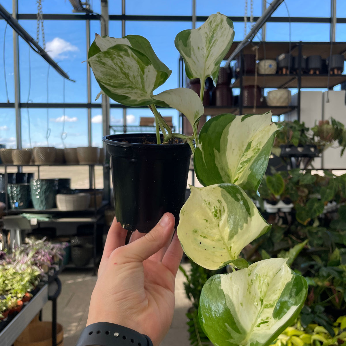 mutant manjula pothos for sale Pothos Manjula 'mutant' — Dutch Growers Regina