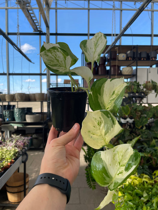 Pothos Manjula ‘mutant’ 4"