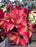 Poinsettia Live (Online