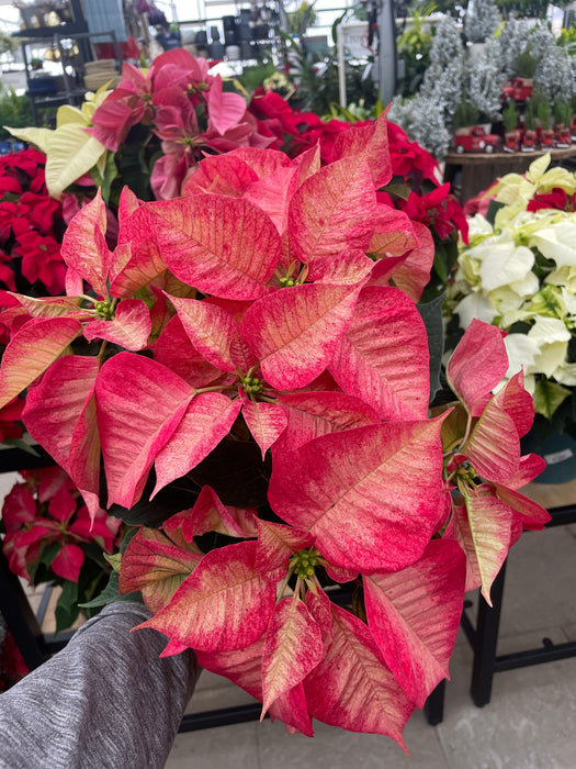 Poinsettia Live (Online