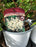 Astilbe Jap. Deutschland #1