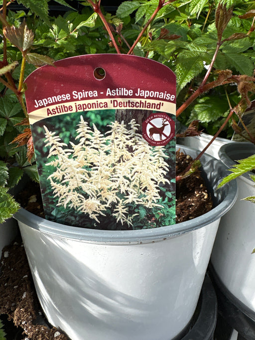 Astilbe Jap. Deutschland #1