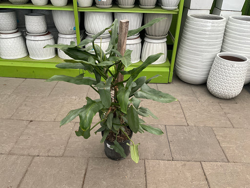 philodendron silver sword totem philodendron Silver Sword 10" totem — Dutch Growers Regina