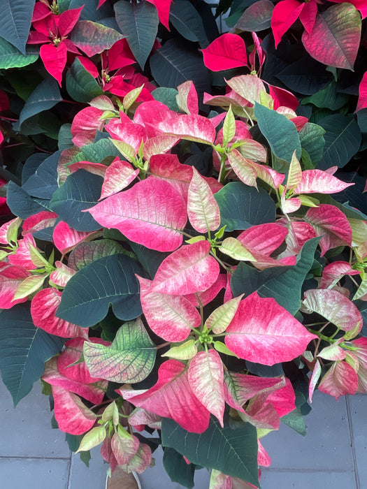 Poinsettia Live (Online