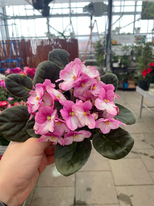 African Violet 4" (Online)