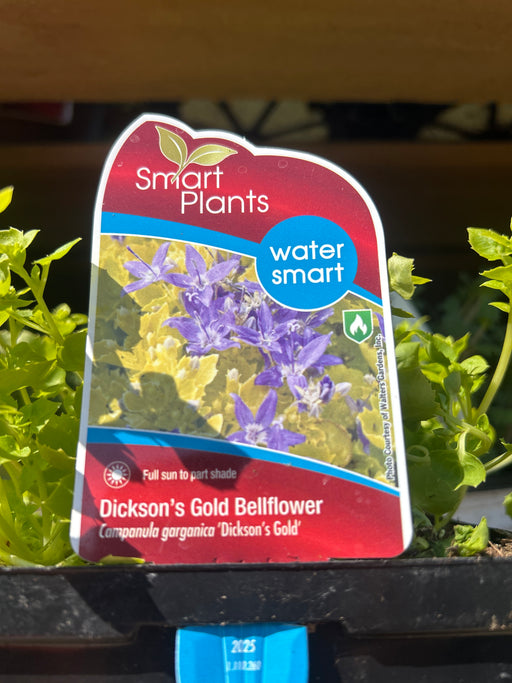 Campanula Dickson's Gold 15 cm