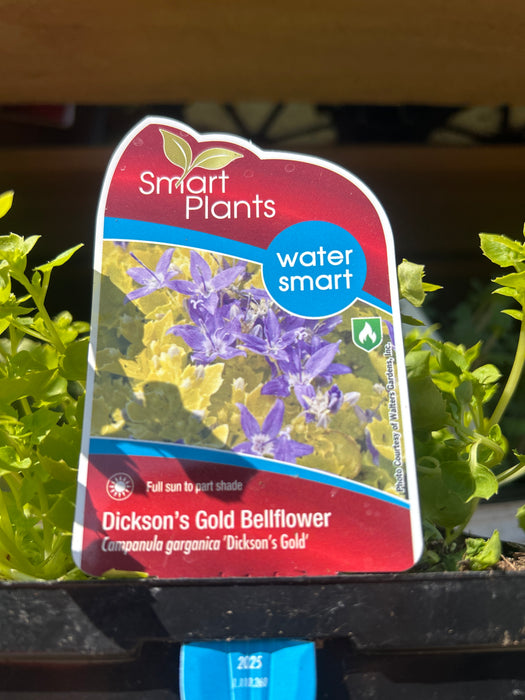 Campanula Dickson's Gold 15 cm