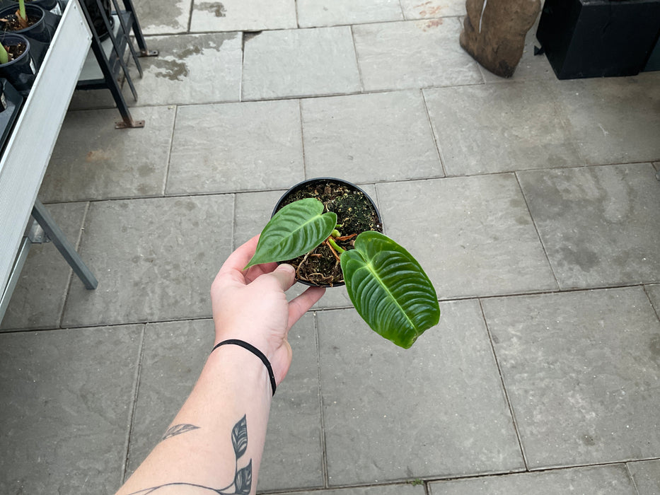 Anthurium King Veitchii 4"