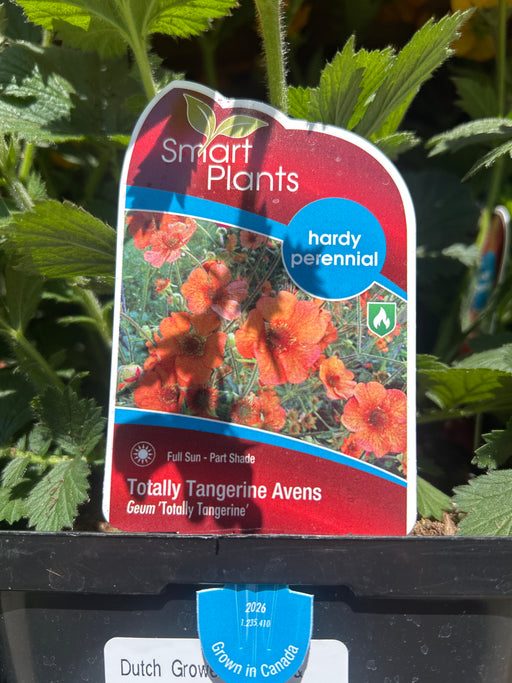 Geum Totally Tangerine 15cm