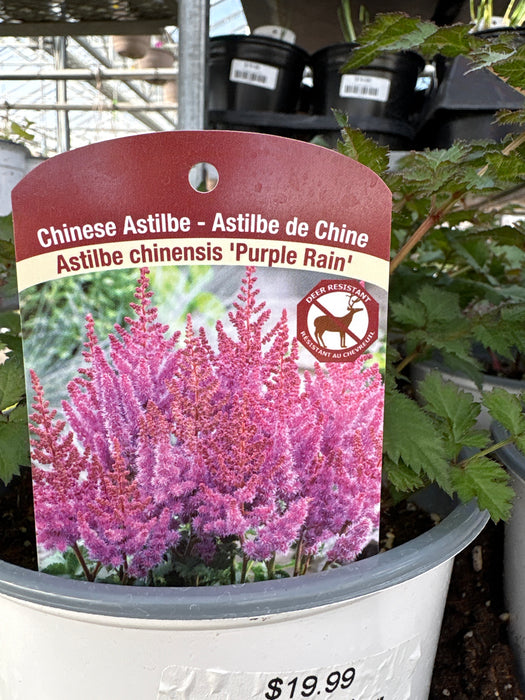 Astilbe Chin. Purple Rain