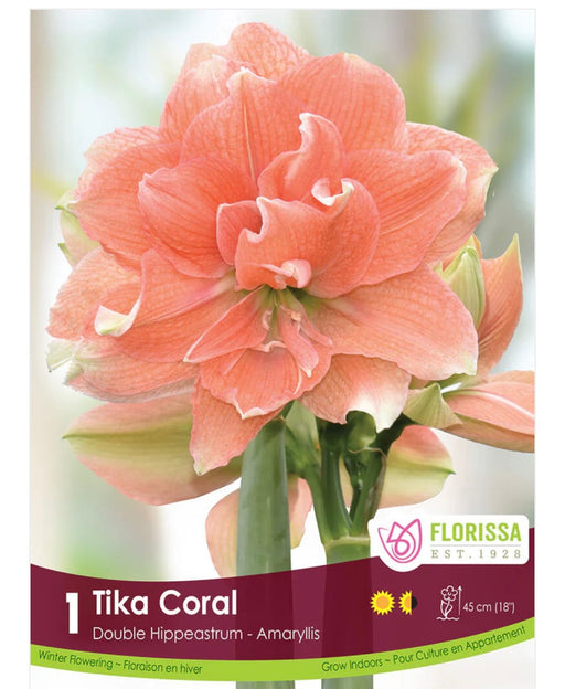 Amaryllis Double Tika Coral 28+ 1pk