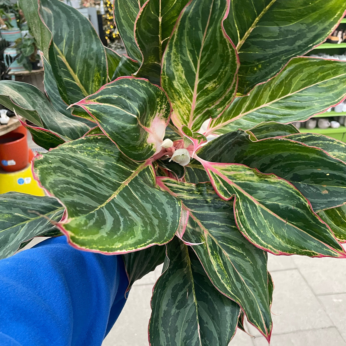 red emerald red aglaonema Aglaonema Red Emerald — Dutch Growers Regina