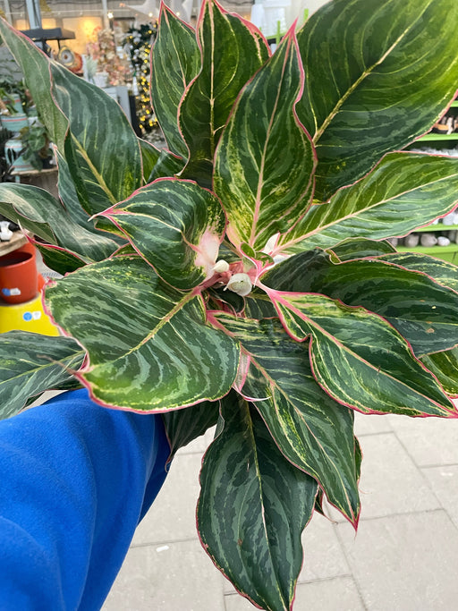 Aglaonema Red Emerald