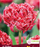 Tulip Fringed Qatar