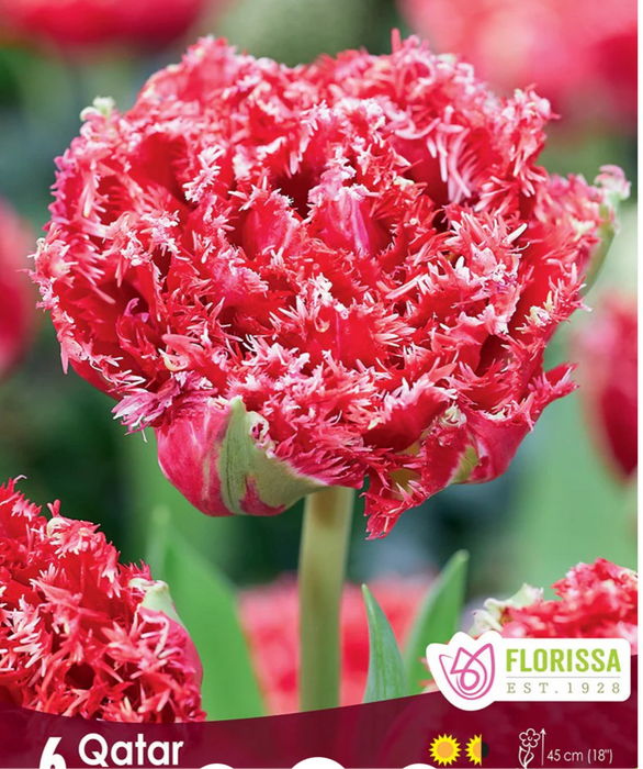 Tulip Fringed Qatar