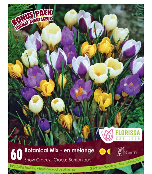 SNOW CROCUS Mix bulk 60pk