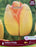 Tulip-Yellow Pride